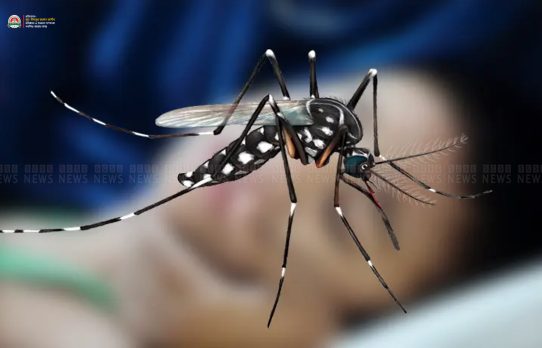 ডেঙ্গুতে পুনরায় মৃত্যু, ২৪ ঘণ্টায় ৫ জনের প্রাণহানি