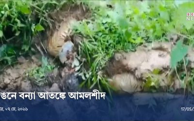 আমলশীদে বেড়িবাঁধে ভয়াবহ ভাঙন