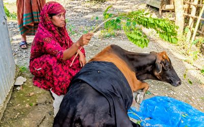 বিশ্ব ঐতিহ্য সুন্দরবনসংলগ্ন বলেশ্বরে কুমিরের হামলা