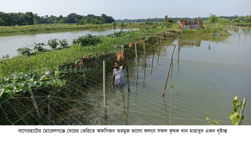 ঘেরের ভেড়িতে তরমুজ-কুমড়ার বাম্পার ফলন: তাক লাগালেন তরুণ উদ্যোক্তা মাহাবুব