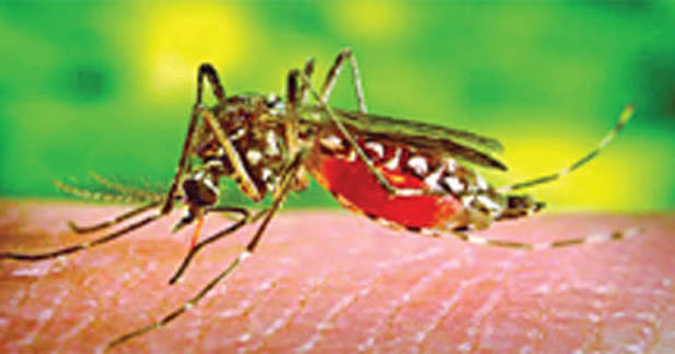 ডেঙ্গু পরিস্থিতি ভয়াবহ রূপ: আক্রান্ত লাখ ছাড়াল, স্বাস্থ্য অধিদপ্তরের নতুন চিকিৎসা নির্দেশিকা