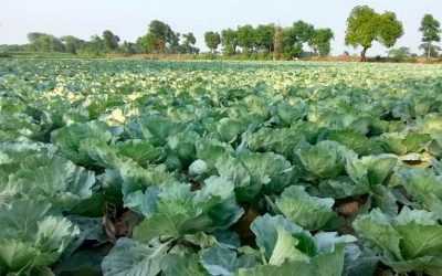 ​শীতকালীন সবজি চাষে সারের বাজার নিয়ন্ত্রণে বিশেষ মনিটরিং সেল