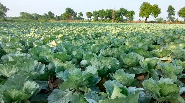 ​শীতকালীন সবজি চাষে সারের বাজার নিয়ন্ত্রণে বিশেষ মনিটরিং সেল