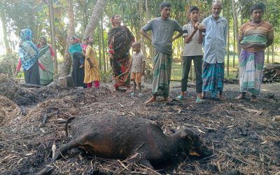 উলিপুরে ভয়াবহ আগুনে পুড়লো বসতবাড়ি ও গবাদিপশু