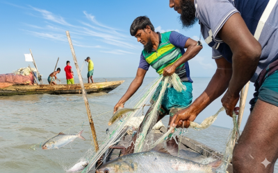 ​মা ইলিশ সংরক্ষণ অভিযান শেষে নদীতে নামলেন জেলেরা, বেড়েছে সরবরাহ